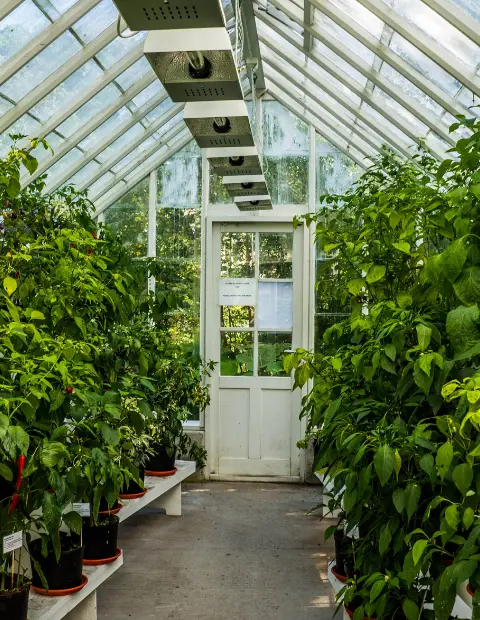 Wicklow greenhouse glass replacement with new cut-to-size panes for older garden greenhouses.